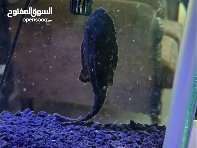متوفر خلطات اكل من اغلى الانواع 3 علب وسمكة زبال تايجر حجم وسط
