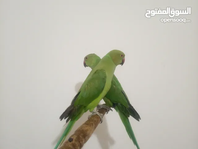 حبتين دره هندي ذكر بداية طوق عمرو سنه ونص وطيره عمر سنتين اليفات 50%