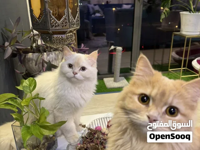 2 female cats almost 2 years old