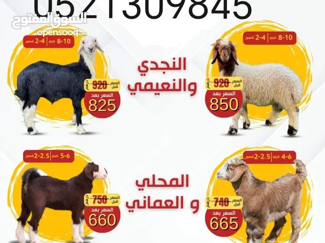 لبیع زبایح خروف نعیمی خروف نجدی تیس مال دار توصل البيت