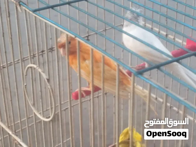 جوز كنار ذكر احمر وانثى بيضه مع قفص ثلاث معالف وذكر نحاسي بدون قفص