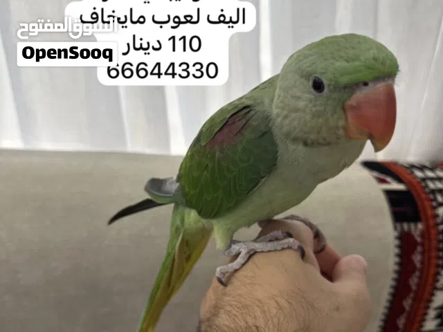 متو نيبالي اليف ذكر عمر 4 شهور