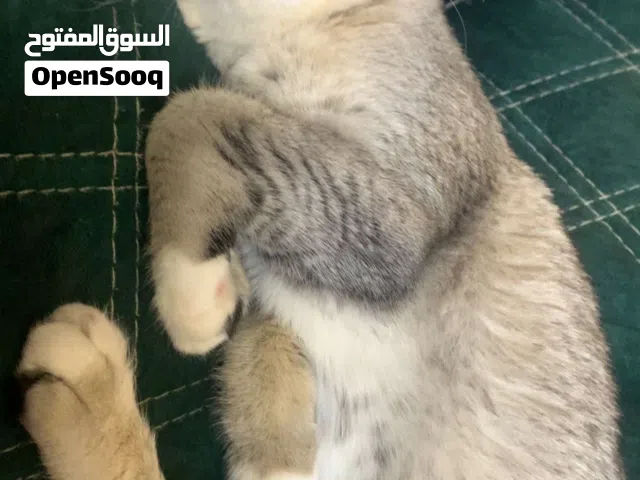 قطه بريتش العمر 7شهور معها دفتر مطعيمم مطعمه كامل  اليفه جدا  سبب البيع عدم التفرغ لها