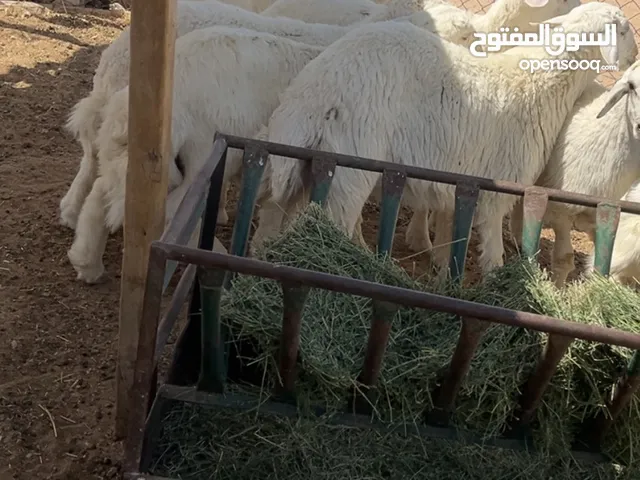 طليان بهم حري