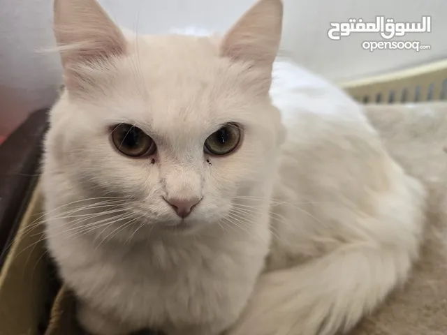 قطط انثي وذكر