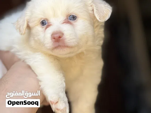 Havanese puppy color eyes