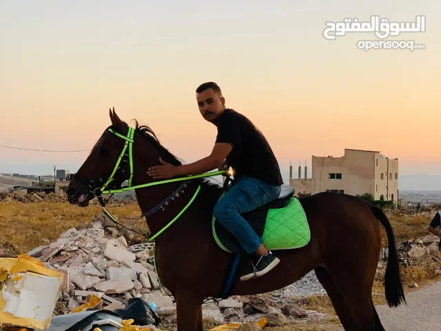 اللهم صل على سيدنا محمد حصان عالي نخب النخب العمر 5 الاب البيرق الارتفاع 164 ا