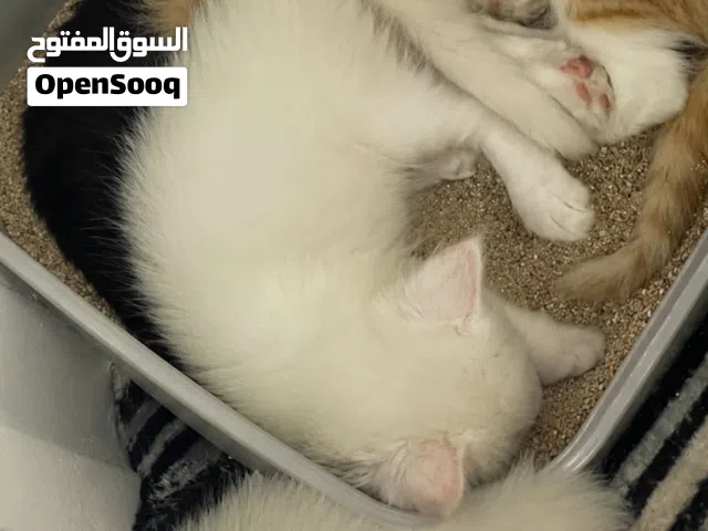 قطط شيرازي