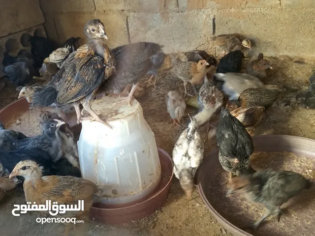 فرخات بلدي
