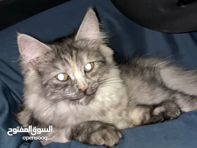 قط سيبيري للبيع مع كل ملحقاته