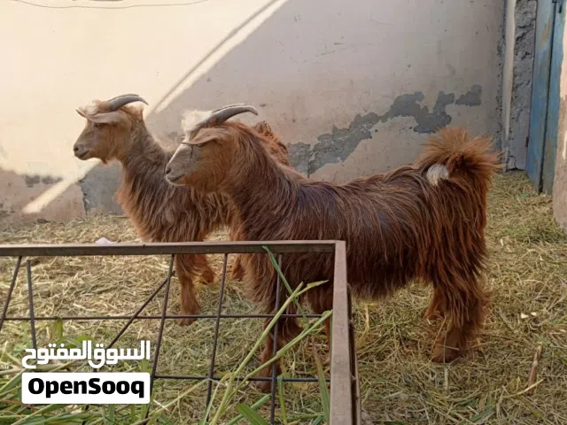 جدايا عمانيات للبيع