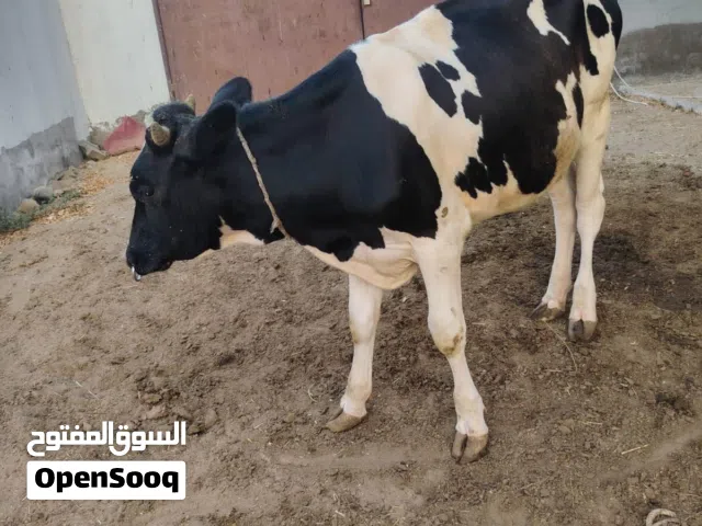 عجاله ماشاء الله ذخيره صغار سن مد وشور