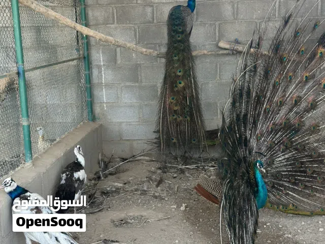 ازواج طاؤوس للبيع الوان مميزه و منتجه وحاضنه للبيض