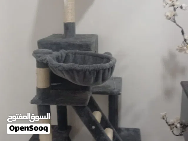 قط شيرازي للبيع