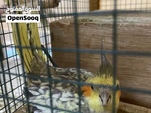 كوكتيل زوج اليف