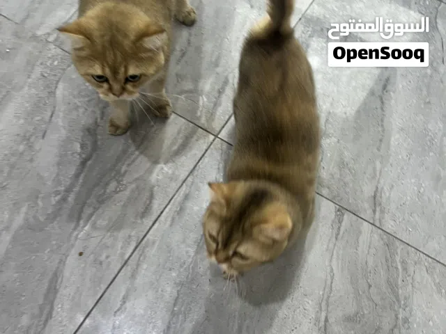 للبيع2:زوج بريتش ذكر و لانثه حامل