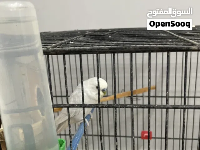 كوبيه بقلينو ربي يبارك اقر المواصفات