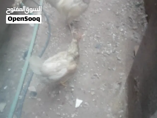 ديج ودجاجه زوج