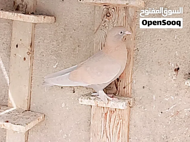 حمام لوت مخاليف مكاليش مشروطات