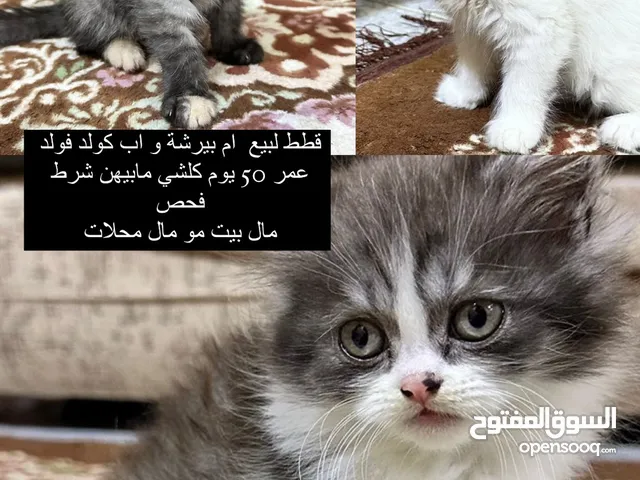 قطط لبيع عمر 50 يوم مال بيت شرط الفحص