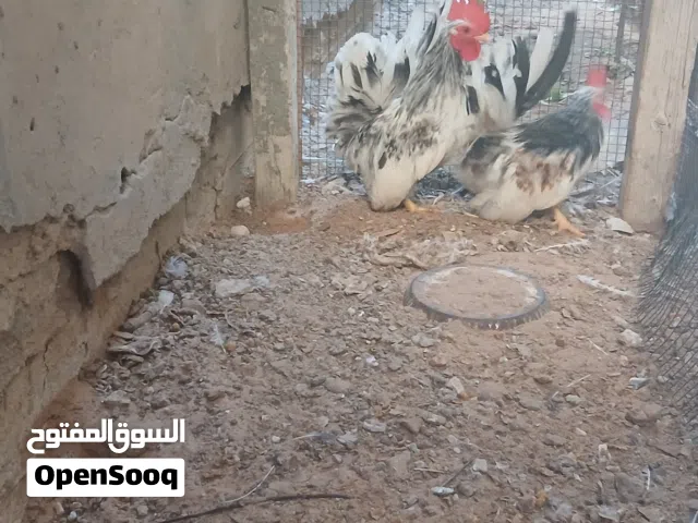 زوز فراريج كيني للبيع