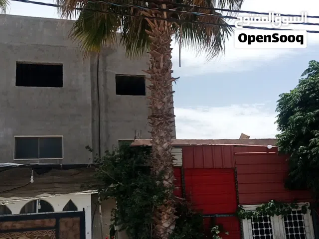 شجر نخيل زينة