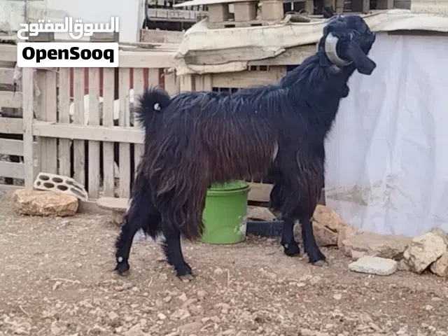 تبارك الرحمن تيس أضحية