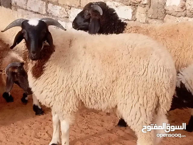 حواله وطنيه للبيع