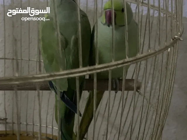 2 parrot men