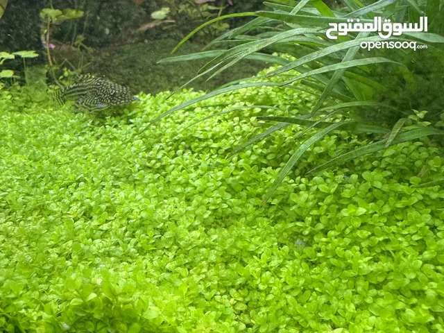 Aquarium plants
