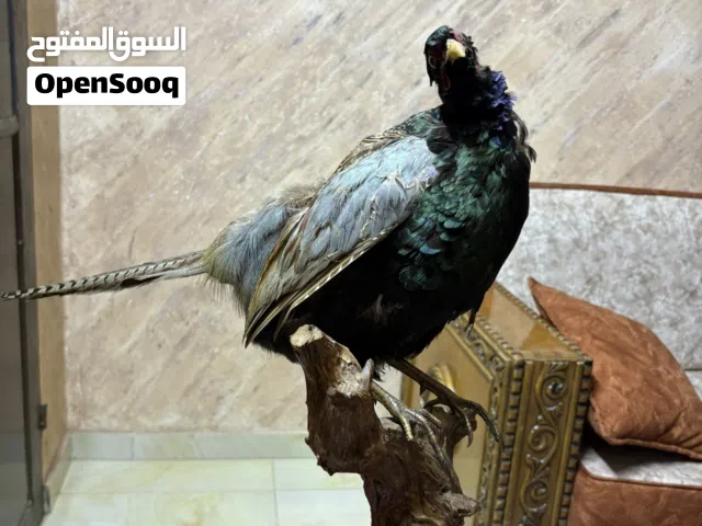 طير محنط اصلي