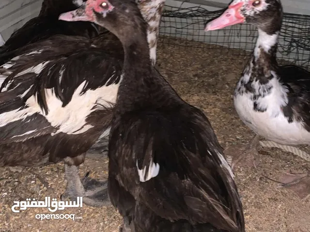 للبيع بط مصري