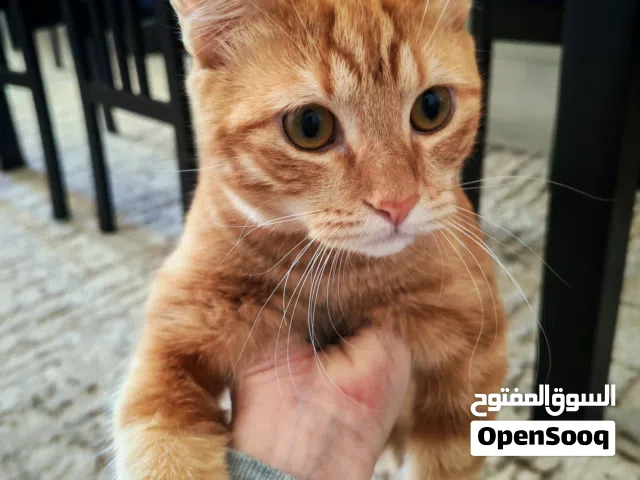 تبني قط مكس برتش