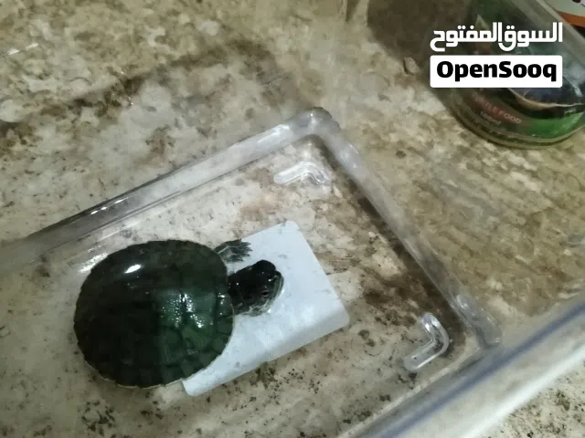 سلحفاه للبيع بسعر 10 دنانير