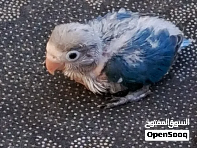 فرخ فيشر ( للترويض )