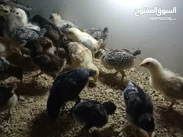 صوص دجاج بلدي صحراوي نخب ما شاء الله العمر 17 يوم ماخذ جميع المطاعيم والفيتامينات