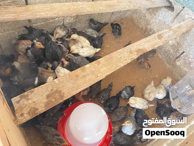 كتكوت عربي