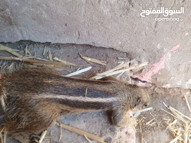 سناحب جيدة للبيع يوجد ادكور والانات
