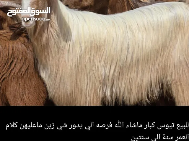 للبيع تيوس + أغنام تبارك الرحمن شي فاخر مايتفوت