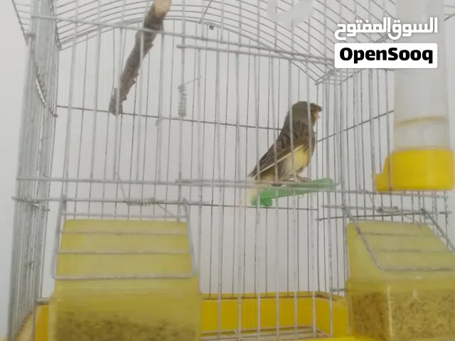 سلام عليكم تم توفير كوبيه كناري تبارك رحمان دكر قولستر شريانه وانتيه وتيه عليه دحي قبال منخد منك
