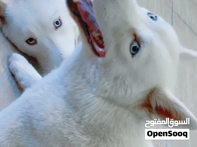 مطلوب كلب هاسكو او اي نوع ثاني للتبني