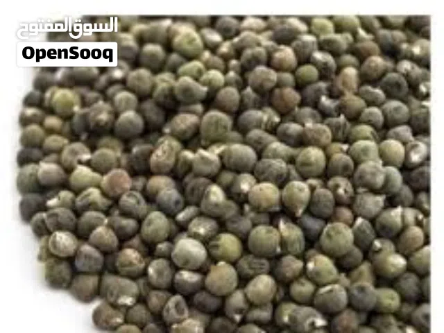 باميا مقدادي وياقطين