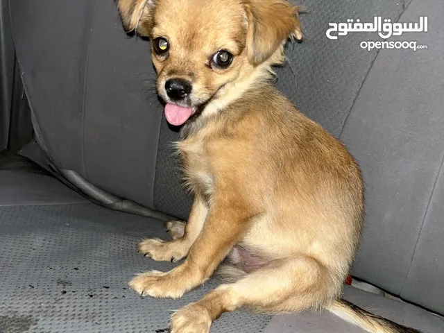 كلب شيواوا