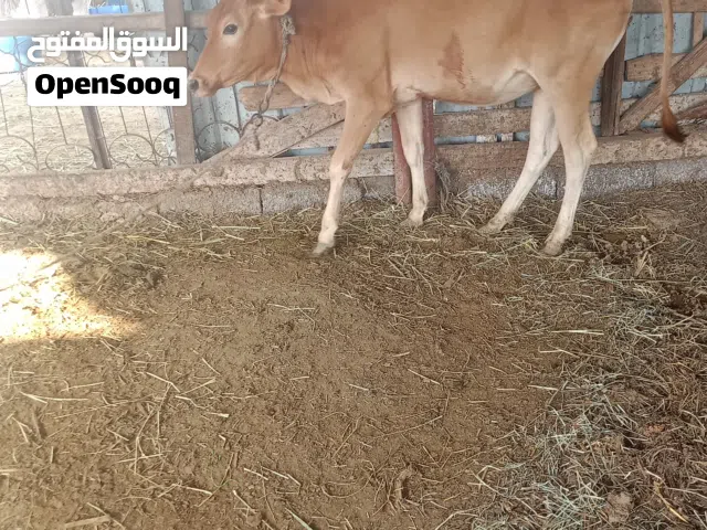 وعجلات محليات للبيع
