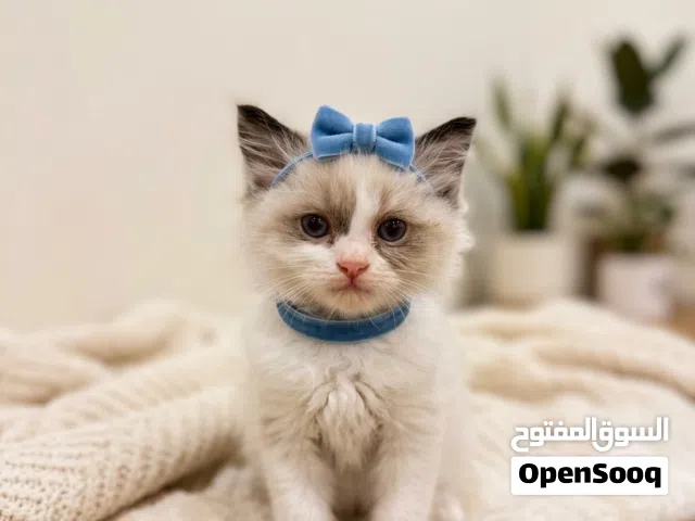 راغدول شهرين ذكر+ انثى
