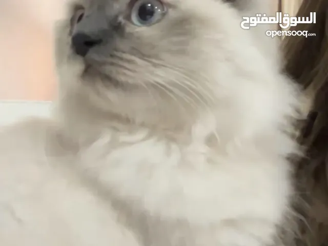 تبنّي قطّة