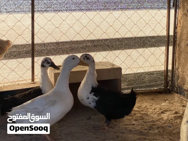 ثلاثة بط جوز ما فيهم شي واحد ذكر اثنين ثلاثة فرنسي