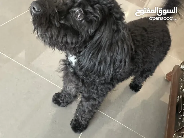 Toy poodle dog