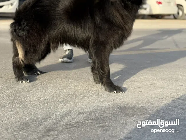 ذكر بلاك جاك مستورد