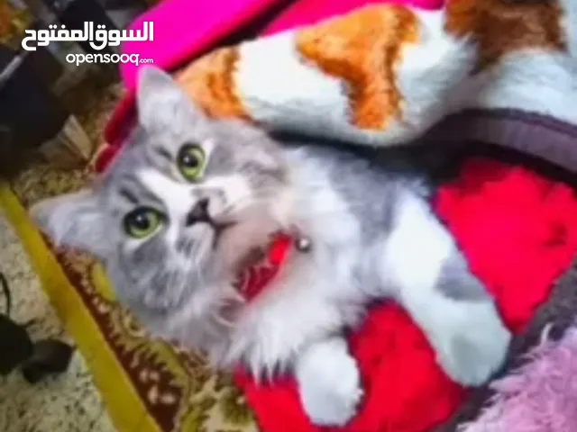 مطلوب قطة للتزواج بسرعة